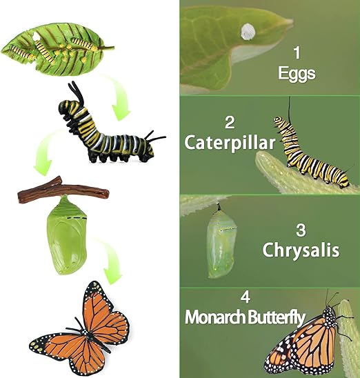 4pcs Butterfly Life Cycle Toy Figurines and 4pcs Actias Ningpoana Figure-Plastic Caterpillar to Monarch Butterfly Growth Cycle Toy Insect Figures Teaching Tools School Project for Kids