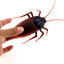 Cockroach Remote Control Car, Electronic Bug Toy, Realistic Cockroach Toy, Cat Pet Kids Gift, Remote Control Bug Vehicle, Cockroach RC Toy - Toyigo