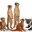 Jungle Animals Figurines Toy, 11PCS Madagascar, Jungle Forest Zoo Animal Figures Set, Christmas Birthday Gift Party Favor School Project for Kids Toddlers, with Meerkat Lemur Chameleon Crocodile - Toyigo