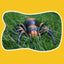 Infrared Prank RC Remote Control Smart Animal Spider | Bug Anti-Insect Toy for Halloween Decoration