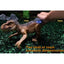 RC Tyrannosaurus Rex Toy - 2.4G Electric Dinosaur Model with Mist Spray, Lights, and Roaring Sound for Kids Ages 6-12 Years