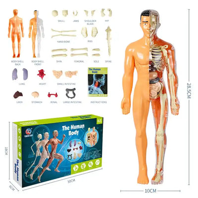 Educational DIY Science Experiment Kit: Human Assembly Model for Interactive Learning