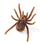 Interactive Remote Control Spider - Smart Sensing Electric Prank Toy